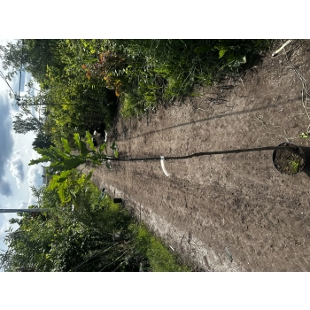DĄB szczepiony zwisający pendula - sadzonki 140 / 170 cm